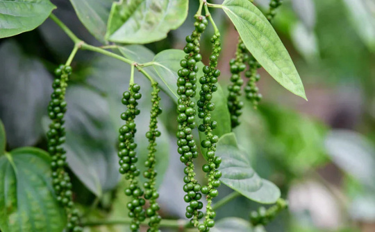 Giá tiêu hôm nay 2/12: Thị trường bất ngờ giảm mùa cuối năm