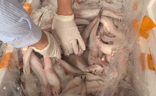 Thanh Hóa: Phát hiện, ngăn chặn hơn 10 tấn cá khoai chứa chất cấm Formaldehyde trước khi đưa ra thị trường