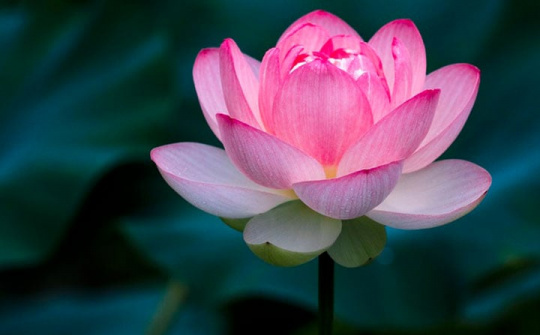 Thương tiếc nhà báo Nguyễn Phương Thảo