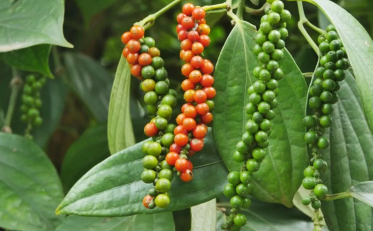 Giá tiêu hôm nay 3/12: Giá trong nước tiếp tục giảm