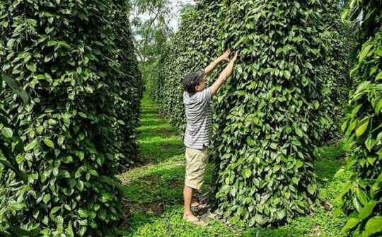 Giá tiêu hôm nay 4/12: Xuất khẩu tiêu thiết lập kỷ lục mới, mang về 1,5 tỷ USD