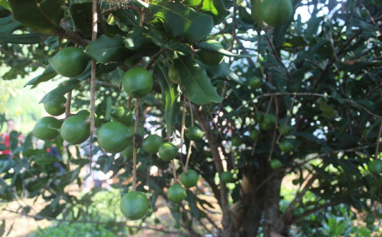 Điểm sáng cây công nghiệp ở Tuần Giáo: Liên kết vùng nguyên liệu đến chế biến, tiêu thụ bền vững