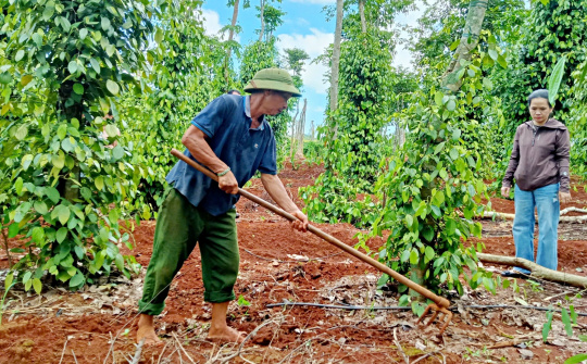 Giá tiêu hôm nay 5/12: Tăng giá trị sản phẩm nhờ sản xuất hữu cơ