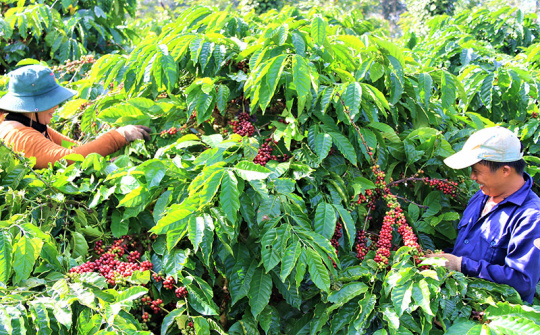 Đa dạng hóa sản xuất và rủi ro thu nhập trong sản xuất nông nghiệp của nông hộ trên địa bàn tỉnh Đắk Lắk