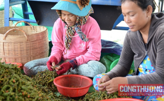 Giá tiêu hôm nay 12/2: Nông dân và đại lý kỳ vọng giá tiếp tục tăng