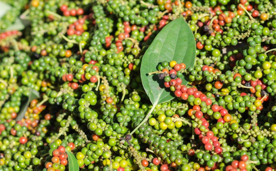 Giá tiêu hôm nay 13/2: Giá neo cao, nông dân phấn khởi