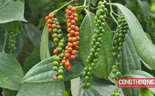 Giá tiêu hôm nay 15/2: "Bí quyết" giúp nông dân bán được giá cao