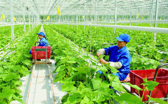Phê duyệt Đề án Nghiên cứu, thống kê số liệu GDP kinh tế tập thể