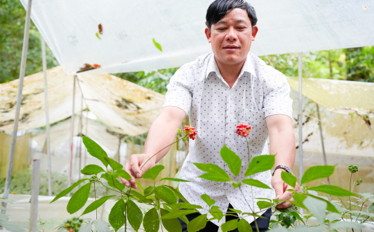 Làm giàu trên đỉnh Ngọc Linh