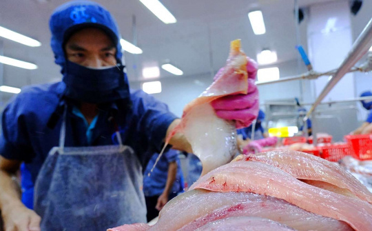 Thuỷ sản Vĩnh Hoàn (VHC): Xuất khẩu sang Trung Quốc giảm 45%, kỳ vọng vào thị trường Mỹ