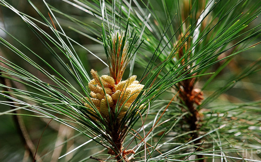 Nghiên cứu cấu trúc và sinh trưởng của rừng thông ba lá (Pinus kesiya Royle ex Gordon) trồng tại Công ty TNHH Một thành viên Nguyên liệu Giấy miền Nam, tỉnh Kon Tum