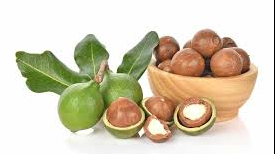 Nghiên cứu trích ly và phân lập protein từ bã hạt mắc ca sau ép dầu