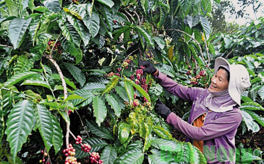 Xuất khẩu cà phê vào thị trường Bắc Âu chuẩn bị tuân thủ EUDR: 5 khuyến nghị cho doanh nghiệp