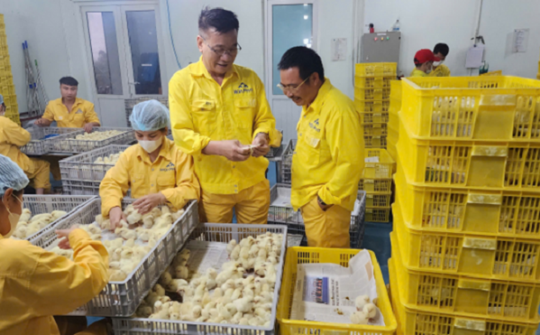 Gia cầm Hòa Phát Phú Thọ giao lô gà giống lớn nhất đến Bình Thuận