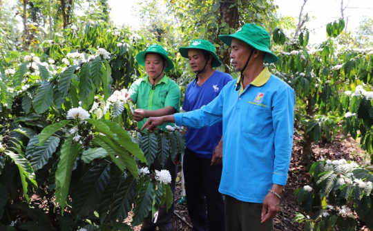 Supe Lâm Thao tiêu thụ được 1.000 tấn phân bón tại thị trường Tây Nguyên