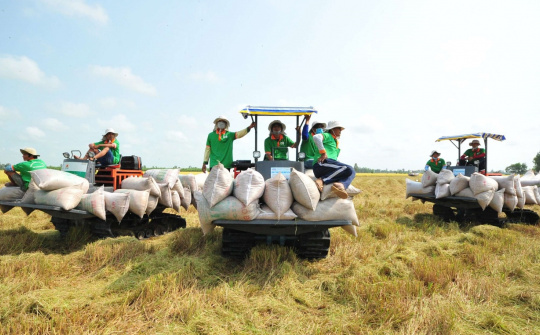 Gạo Việt Nam sẽ tiếp tục đứng vững khi Ấn Độ dỡ bỏ lệnh cấm xuất khẩu