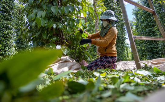 Giá tiêu hôm nay 13/3: Bật tăng mạnh, diện tích canh tác tại Việt Nam giảm