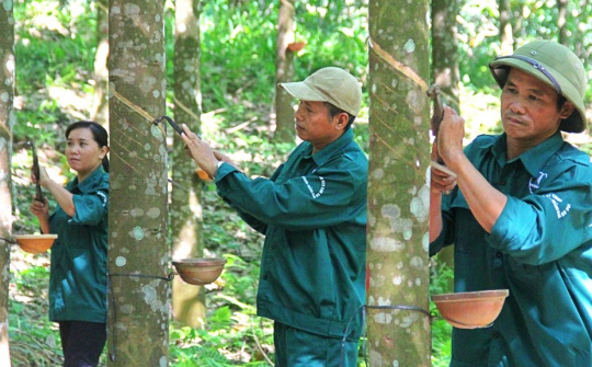 Đầu tư Cao su Đắk Lắk (DRI) muốn niêm yết trên HoSE, kỳ vọng lãi tiếp tục cao kỷ lục