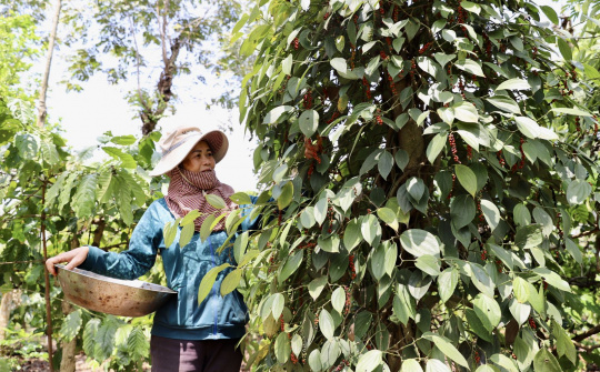 Giá tiêu hôm nay 14/3: Dự báo giá tiêu toàn cầu tiếp tục duy trì ở mức cao