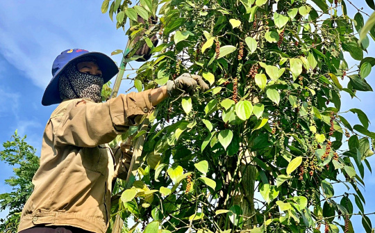 Giá tiêu hôm nay 15/3: Lên mức cao nhất trong gần 10 năm