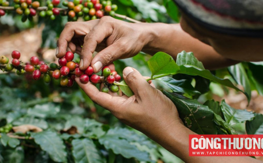 Giá cà phê hôm nay 15/3: Nguồn cung dự kiến tăng, thị trường có tín hiệu giảm giá