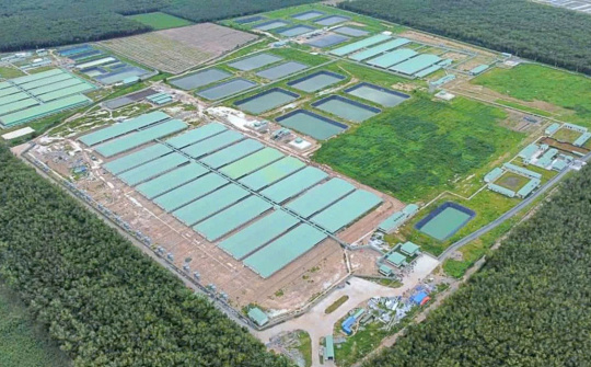 BAF Việt Nam (BAF) M&A trang trại thứ 15, mục tiêu tăng 65% quy mô đàn heo năm nay