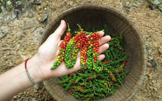 Giá tiêu hôm nay 5/3: Trung Quốc đẩy mạnh hợp tác với doanh nghiệp tiêu Việt Nam