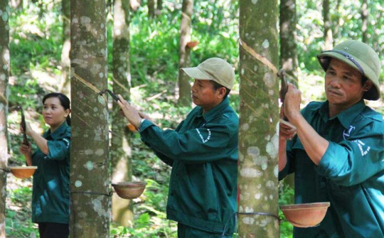 Giá cao su dự báo tăng 5-10%, loạt doanh nghiệp kỳ vọng hưởng lợi lớn