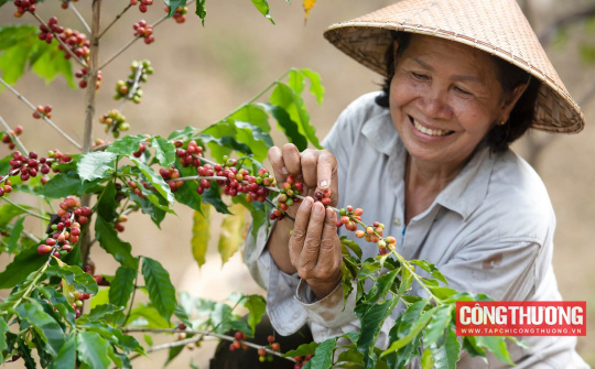 Giá cà phê hôm nay 12/4: Giá Arabica vượt mốc 5.000 USD/tấn