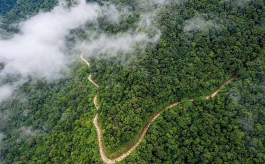 Quỹ Bảo vệ và phát triển rừng Việt Nam: Nỗ lực phát triển thị trường tín chỉ carbon rừng