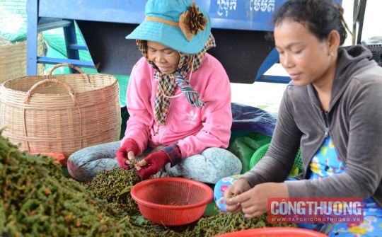 Giá tiêu hôm nay 19/4: Xuất khẩu khởi sắc, tiêu trắng ngày càng được ưa chuộng