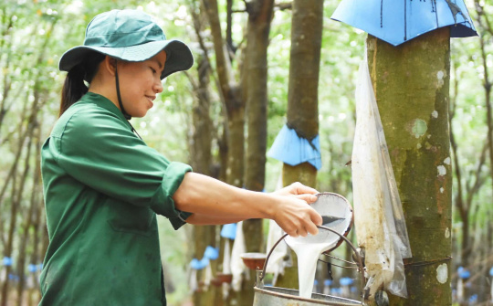 Đầu tư Cao su Đắk Lắk (DRI): Lãi quý 1 cao gấp 2,7 lần, muốn trồng mới hơn 4.000 ha cao su
