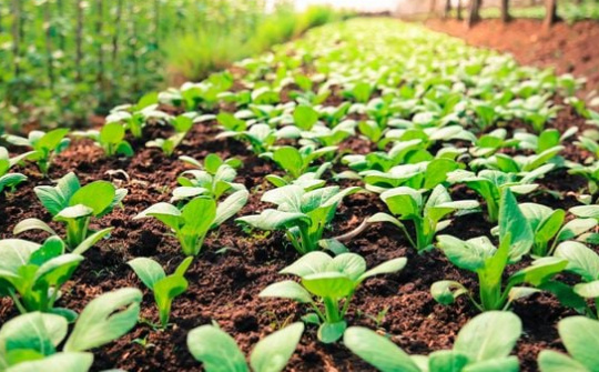 Tối ưu hóa các yếu tố ảnh hưởng đến khả năng sinh tổng hợp indole-3-acetic acid từ chủng Bacillus subtilis CG2