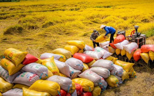 Tiếp tục nâng cao chất lượng và mở rộng thị trường gạo Việt Nam xuất khẩu