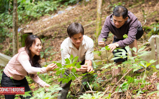 Sâm Ngọc Linh là di sản văn hóa phi vật thể quốc gia