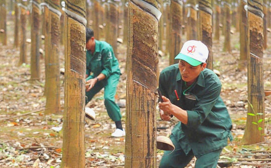 Giá cao su giảm sẽ chỉ tác động ngắn hạn đến Cao su Đồng Phú (DPR)