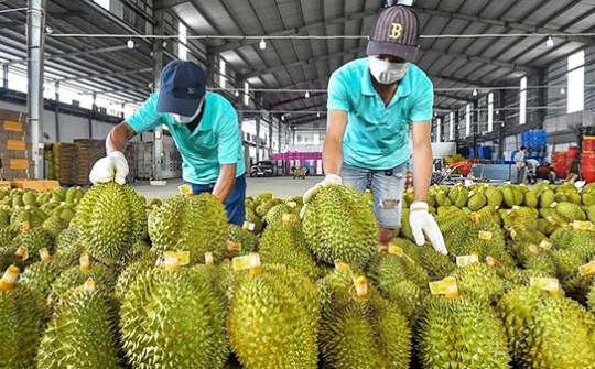 Thủ tướng chỉ đạo "nóng" thúc đẩy sản xuất, xuất khẩu sầu riêng bền vững