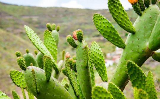 Nghiên cứu quy trình chiết xuất xương rồng tai thỏ (Opuntia cochenillifera (L.) Mill.) và ứng dụng phối chế sản phẩm gel dưỡng da