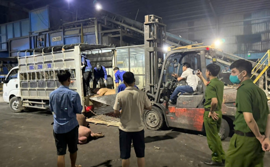 Vĩnh Phúc: Buộc tiêu hủy 1 tấn lợn chết đã bốc mùi đang trên đường tiêu thụ