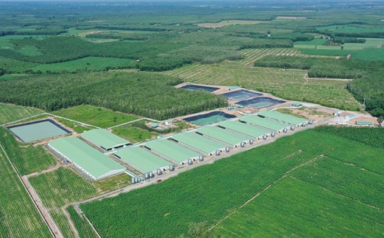BaF Việt Nam (BAF): Tiêu thụ heo tăng 50%, lãi quý 1 từ chăn nuôi cao kỷ lục