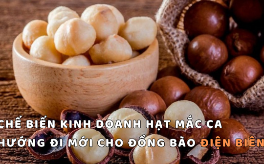 Chế biến kinh doanh hạt mắc ca - Hướng đi mới cho đồng bào Điện Biên
