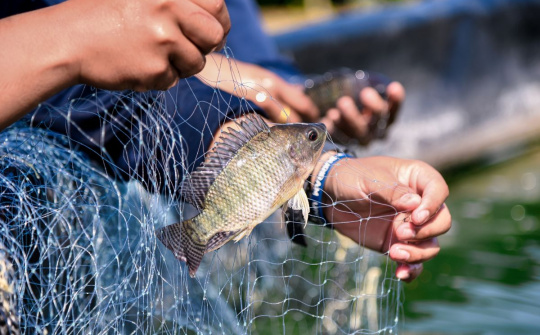 Xuất khẩu cá rô phi Việt Nam trở lại "đường đua" tại thị trường Brazil