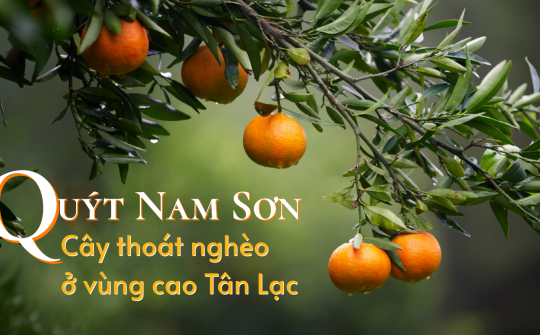 Quýt Nam Sơn - Cây thoát nghèo ở vùng cao Tân Lạc