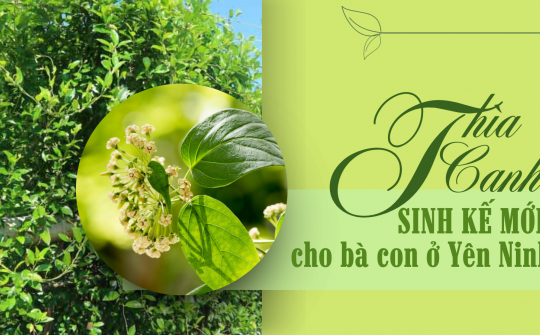 Thìa Canh - Sinh kế mới cho đồng bào dân tộc thiểu số
