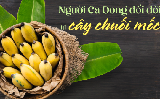 Người Ca Dong đổi đời từ cây chuối mốc
