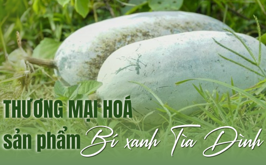 Thương mại hoá sản phẩm Bí xanh Tìa Dình
