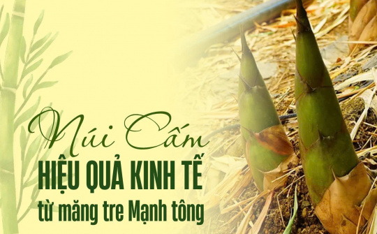 Núi Cấm: Hiệu quả kinh tế từ măng tre Mạnh tông