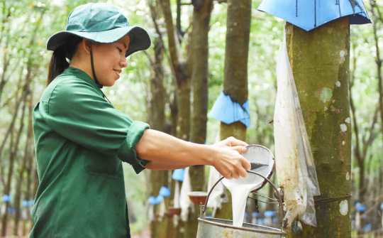 Cao su được giá, loạt doanh nghiệp bứt phá ngay từ đầu năm