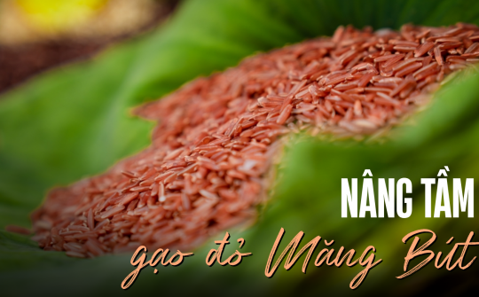 Nâng tầm gạo đỏ Măng Bút