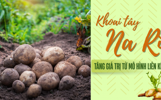 Khoai tây Na Rì: Tăng giá trị từ mô hình liên kết